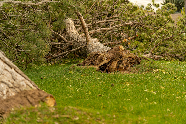 Post-storm cleanup services to restore your yard